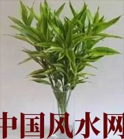 青岛十二生肖养什么植物最旺财运？你知道吗！